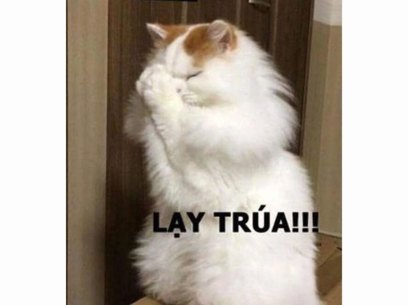 Meme mèo hài hước số 11 đang giật mình