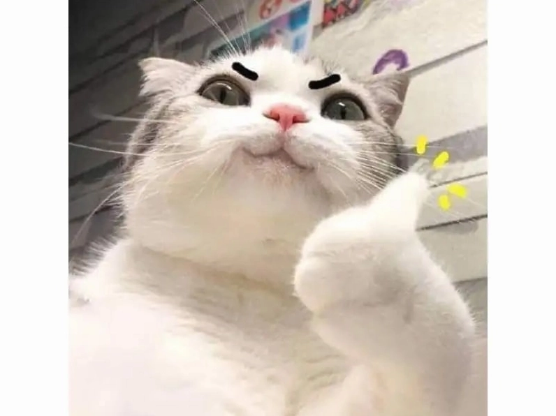 Meme mèo hài hước số 4 đang liếc nhìn