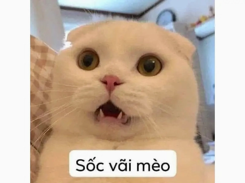 Meme mèo hài hước số 5 vẫy tay chào