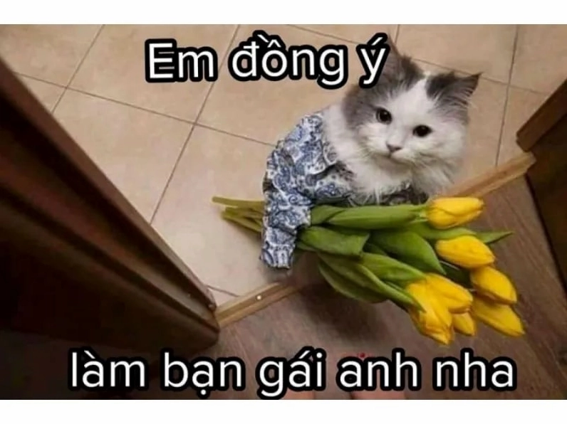 Meme mèo hài hước số 8 đang thả tim