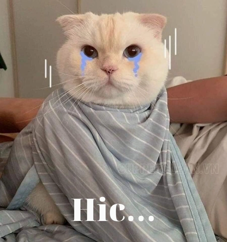 Meme mèo khóc nấc minh họa cho biểu cảm hic
