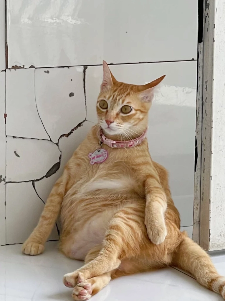 Meme mèo lườm nguýt với đôi mắt thâm quầng đầy oán trách