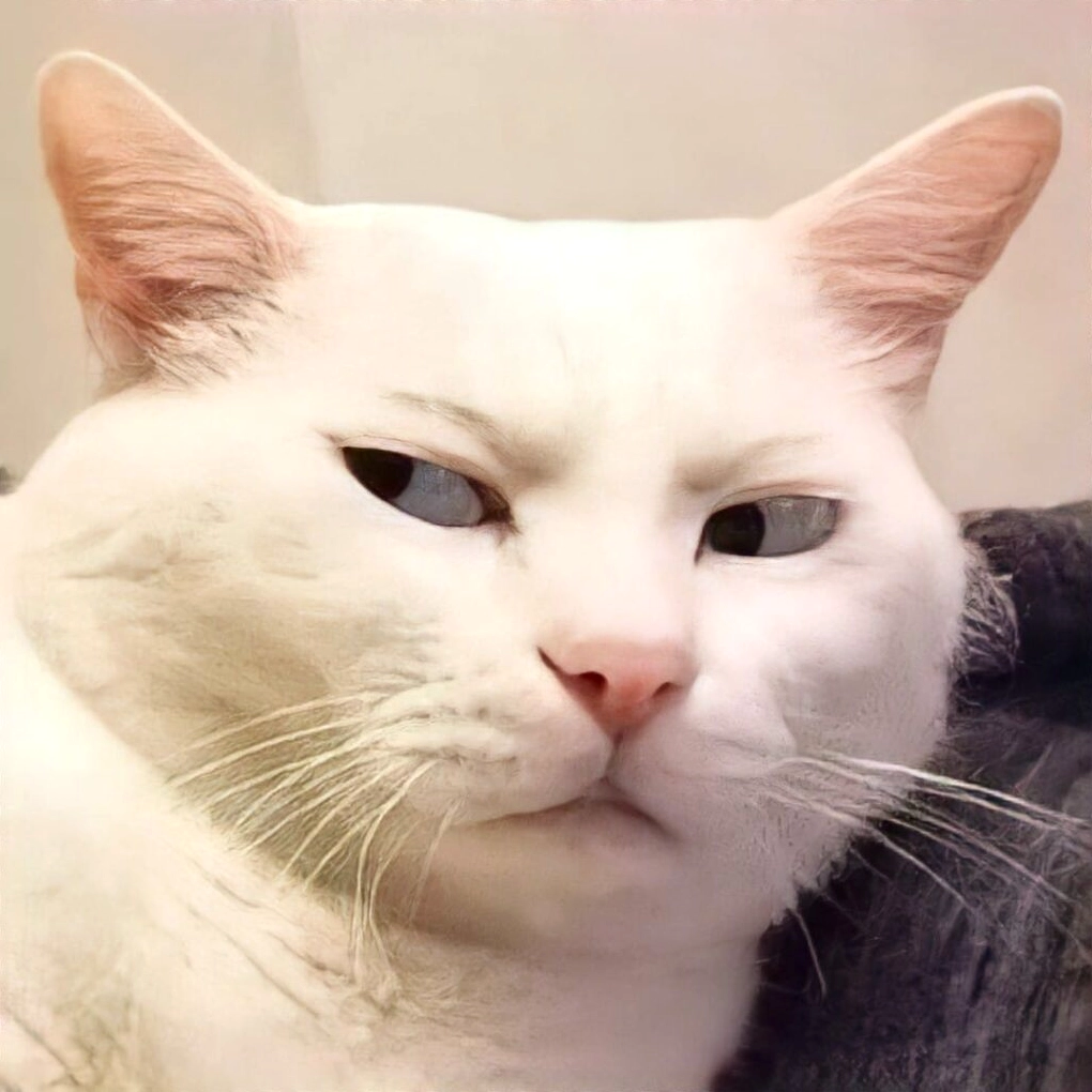 Meme mèo mắt chữ O mồm chữ A ngạc nhiên