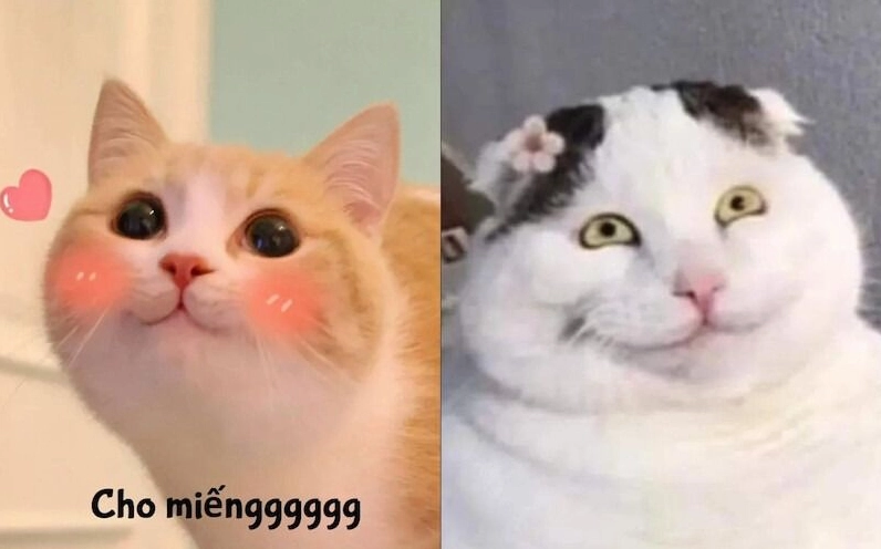 Meme mèo mỉm cười cute sượng trân