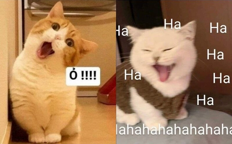 Meme mèo mỉm cười đầy cam chịu