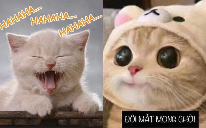 Meme mèo mỉm cười thánh thiện