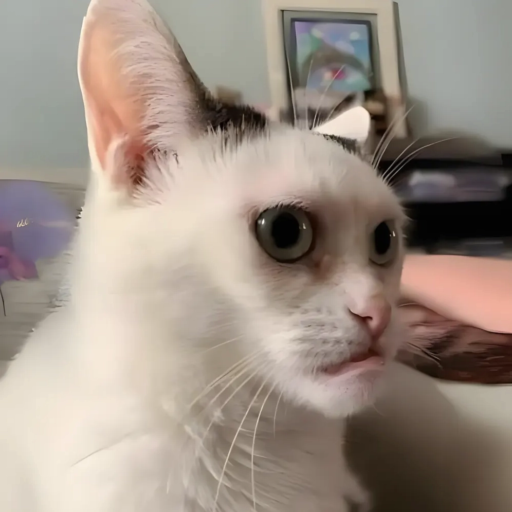 Meme mèo ngầu lòi cực chất