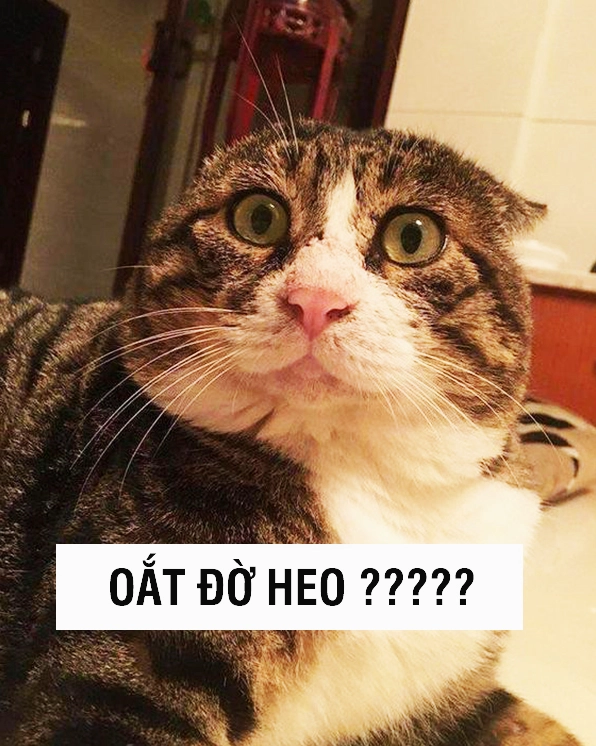 Meme mèo ngơ ngác không hiểu chuyện gì đang xảy ra với đôi mắt thâm