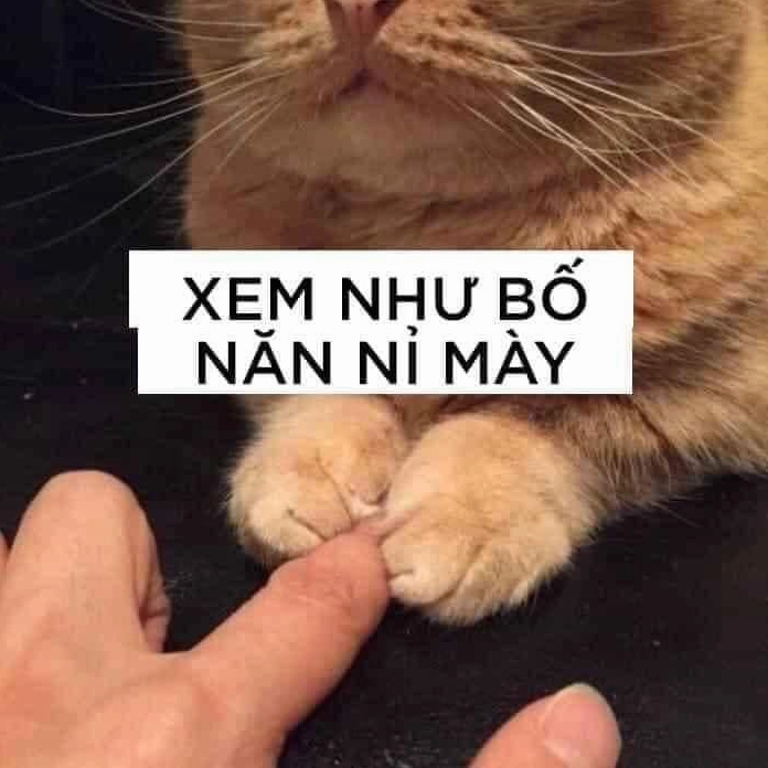 Meme mèo ngơ ngác như không có chuyện gì xảy ra dù vừa phá phách