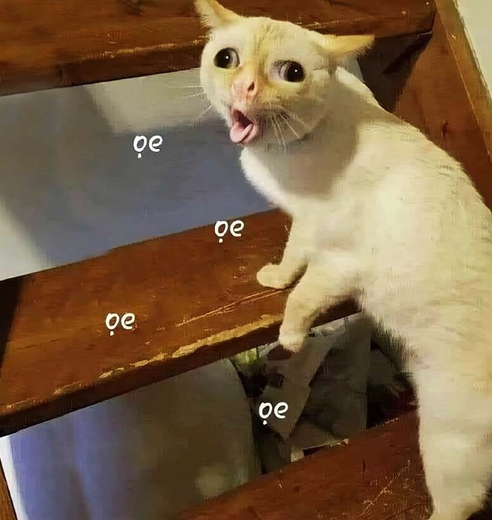 meme mèo ngủ ngáp banh nóc