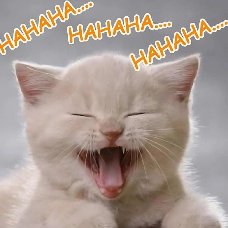 Meme mèo nhe răng cười khoái chí