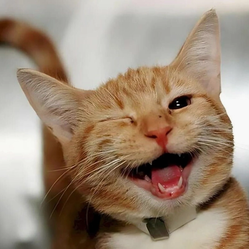 Meme mèo nhe răng cười ngoác miệng