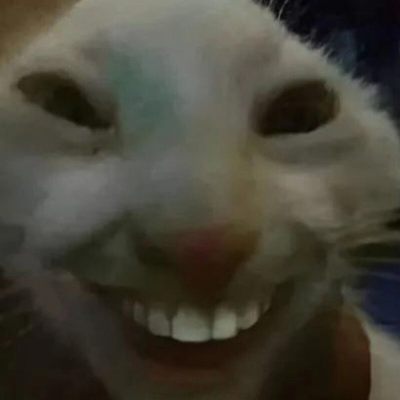 Meme mèo nhe răng cười sung sướng