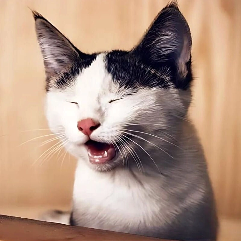 Meme mèo nhe răng cười toe toét