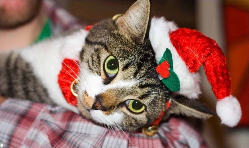 Meme mèo Noel ngộ nghĩnh ngáp ngủ