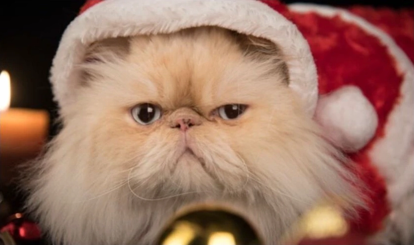 Meme mèo Noel thú vị liếc mắt