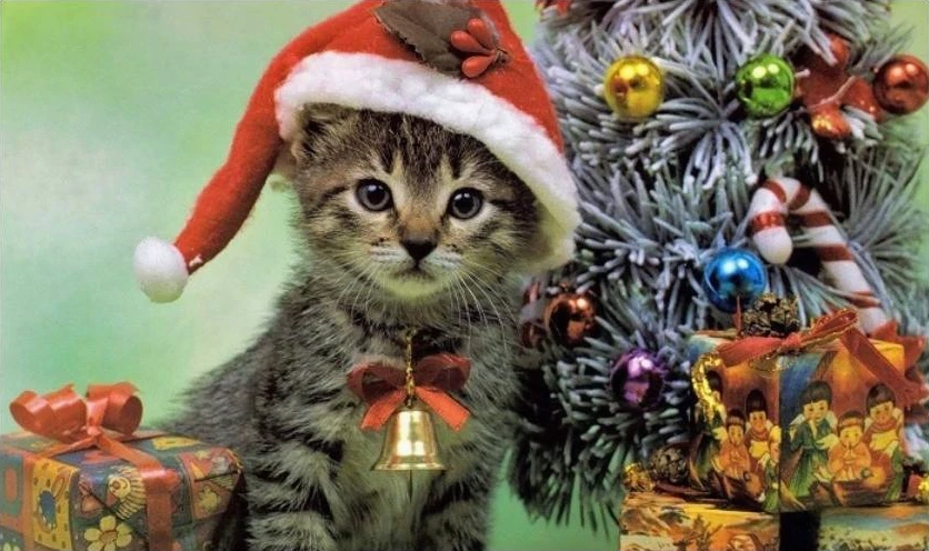 Meme mèo Noel vui nhộn nhảy múa