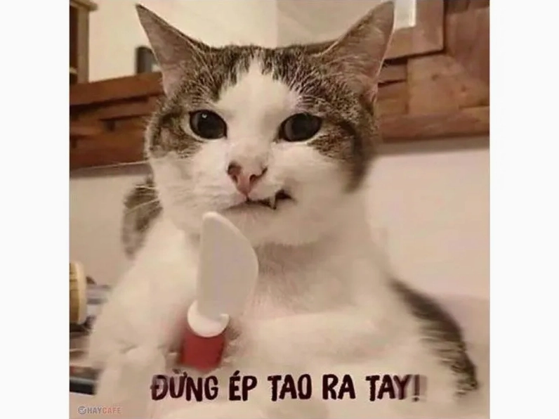 Meme mèo thú vị hài hước đang nảy số