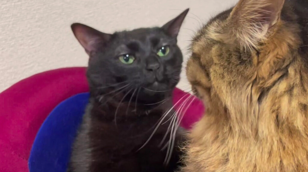 Meme mèo xin lỗi 31