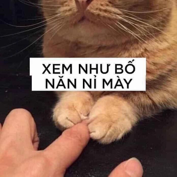 Meme mèo xin lỗi 34
