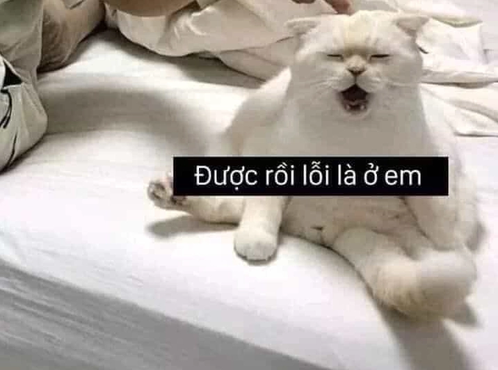 Meme mèo xin lỗi số 32 vô cùng hối lỗi