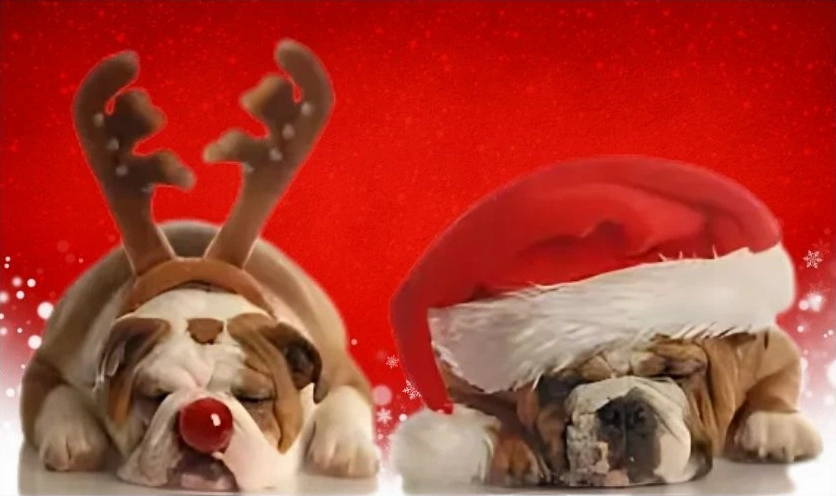 meme noel hình chó vui nhộn lè lưỡi