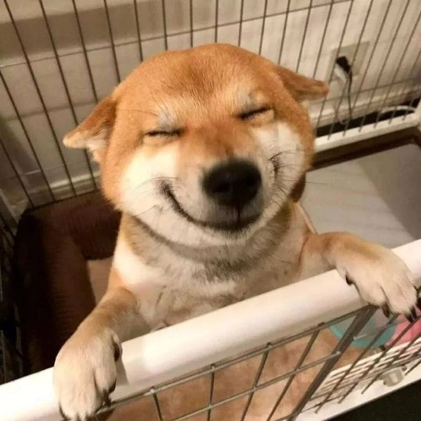 meme shiba (1)