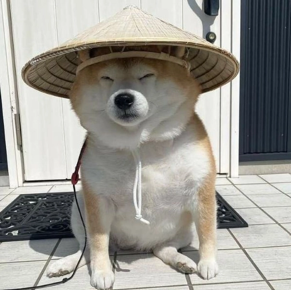 meme shiba (12)