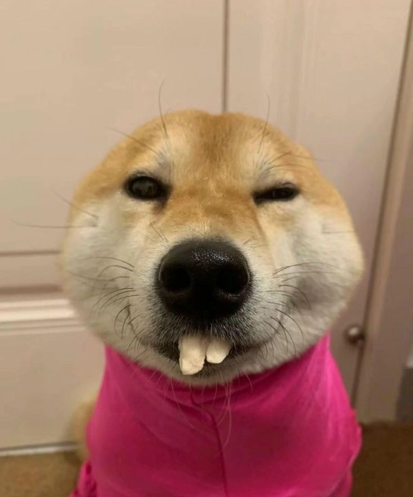 meme shiba (14)