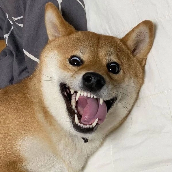 meme shiba (2)