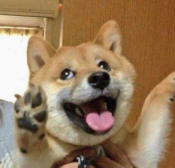 meme shiba (4)
