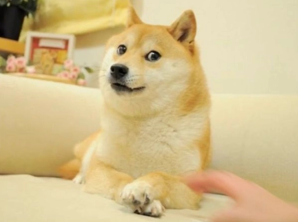 meme shiba (5)