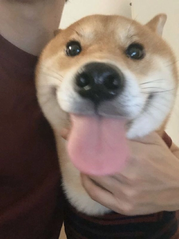 meme shiba (6)