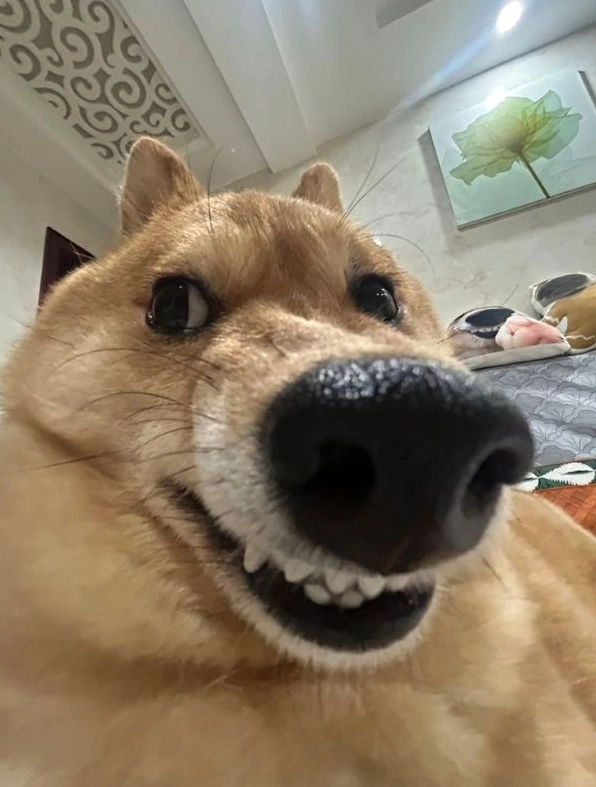 meme shiba (7)