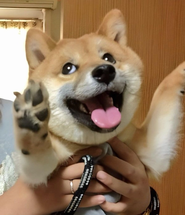 meme shiba (8)