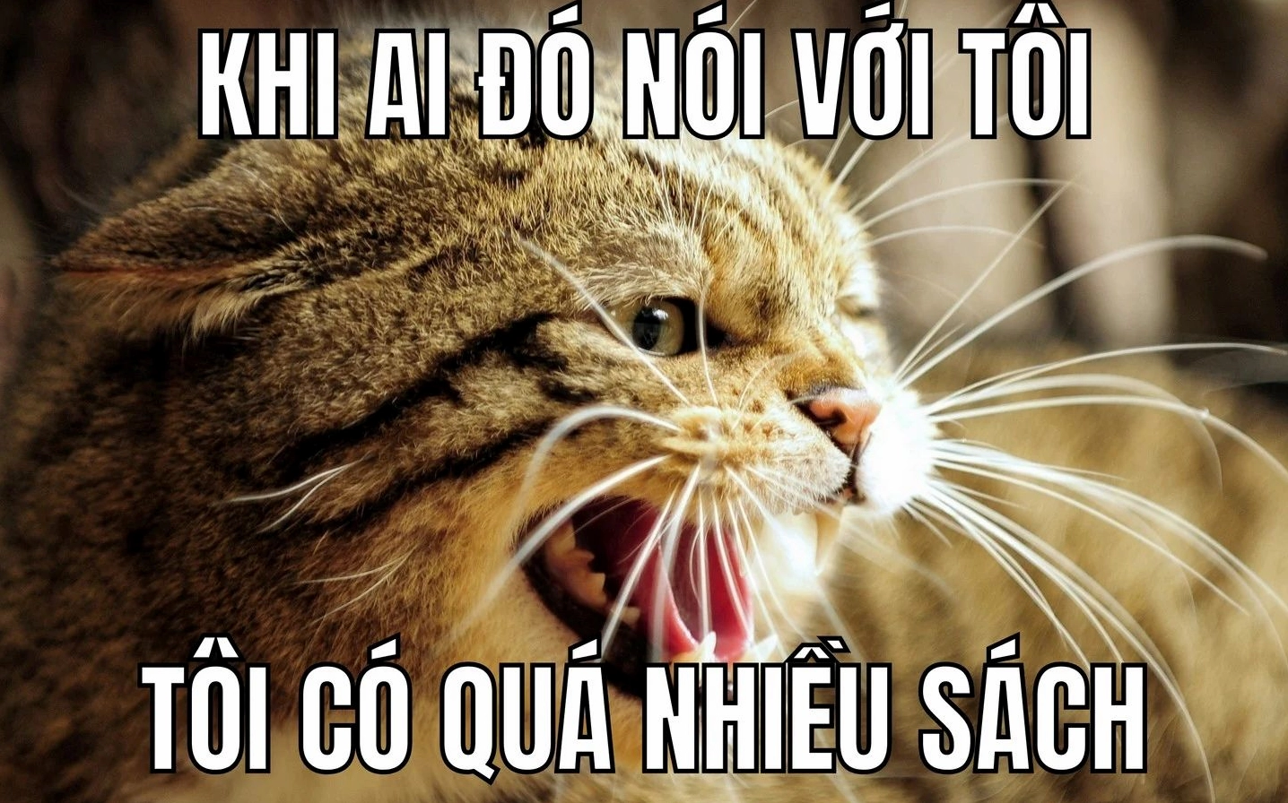 meme tấu hài facebook cười nham hiểm