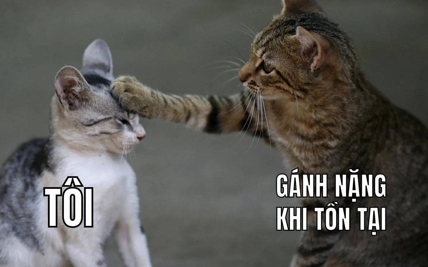 meme tấu hài facebook ngã ngửa