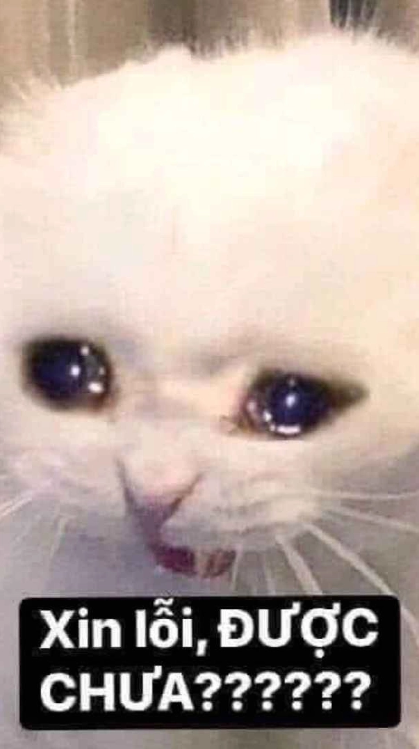 meme xin loi 12