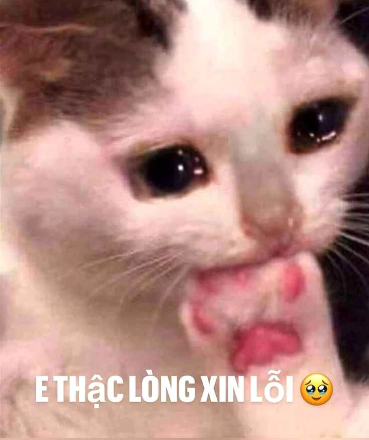 meme xin loi 6