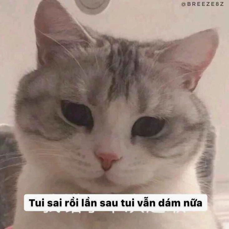 meme xin loi 8