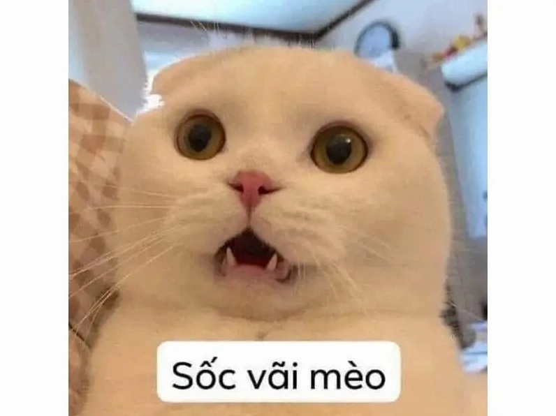 mèo cam meme mỉm cười