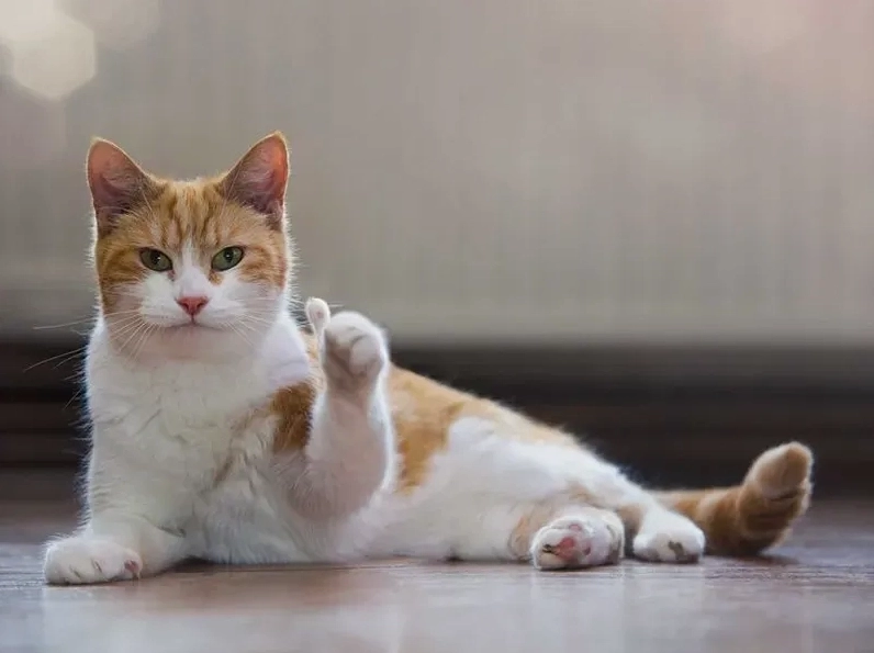 mèo like meme triệu view