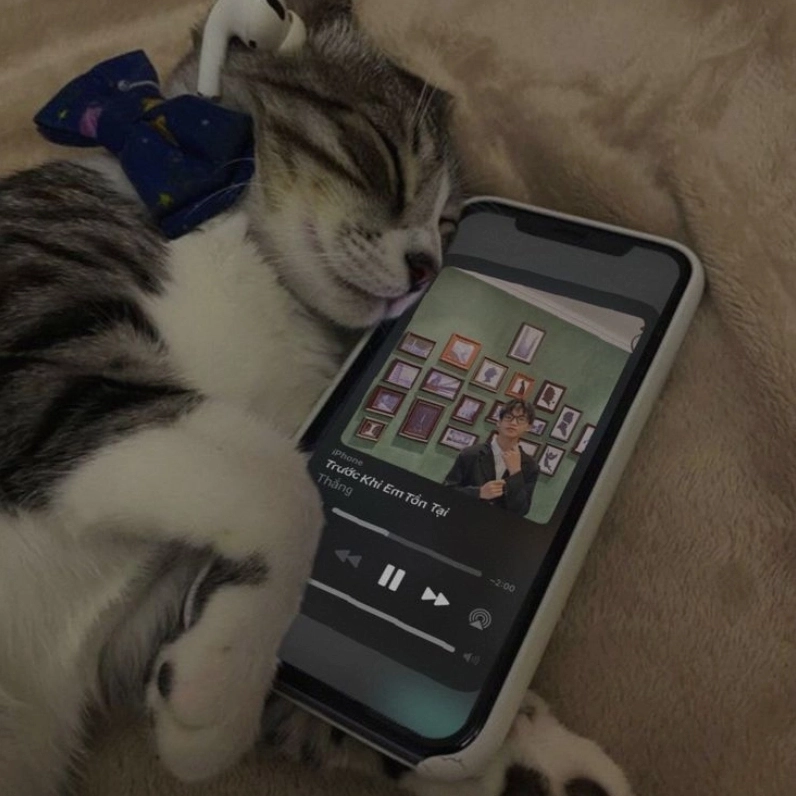 mèo ngủ hài hước meme