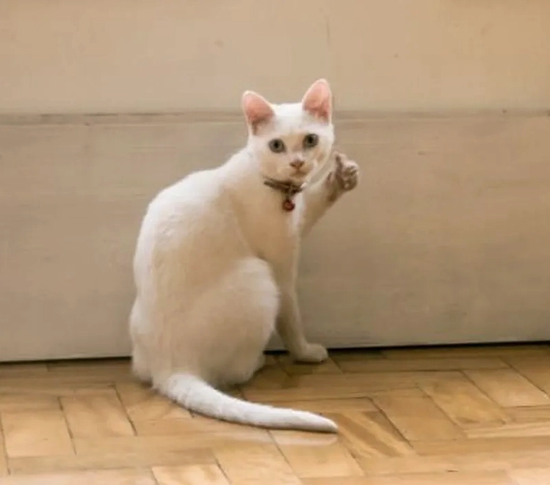 mèo ok meme dễ thương