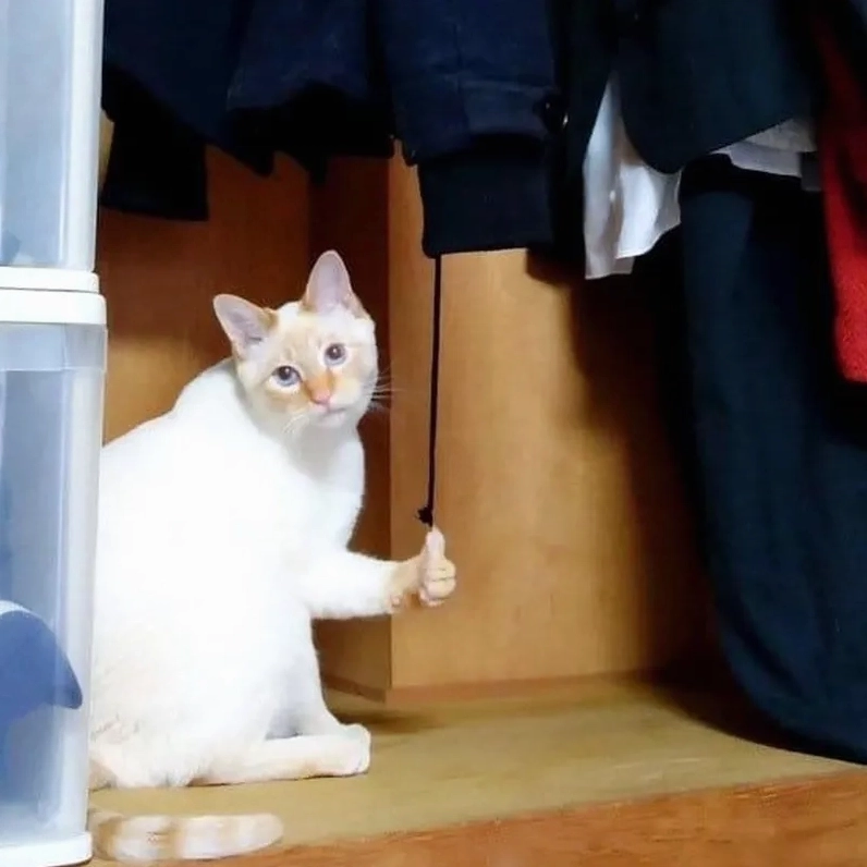 mèo thả like bùng nổ