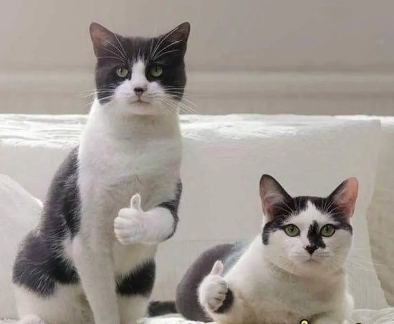 mèo thả like hoang mang