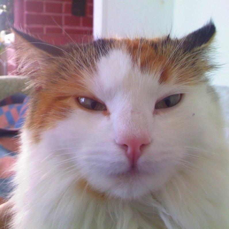 Mỉa mai cực mạnh ảnh khinh bỉ meme siêu hot cho dân hệ troll