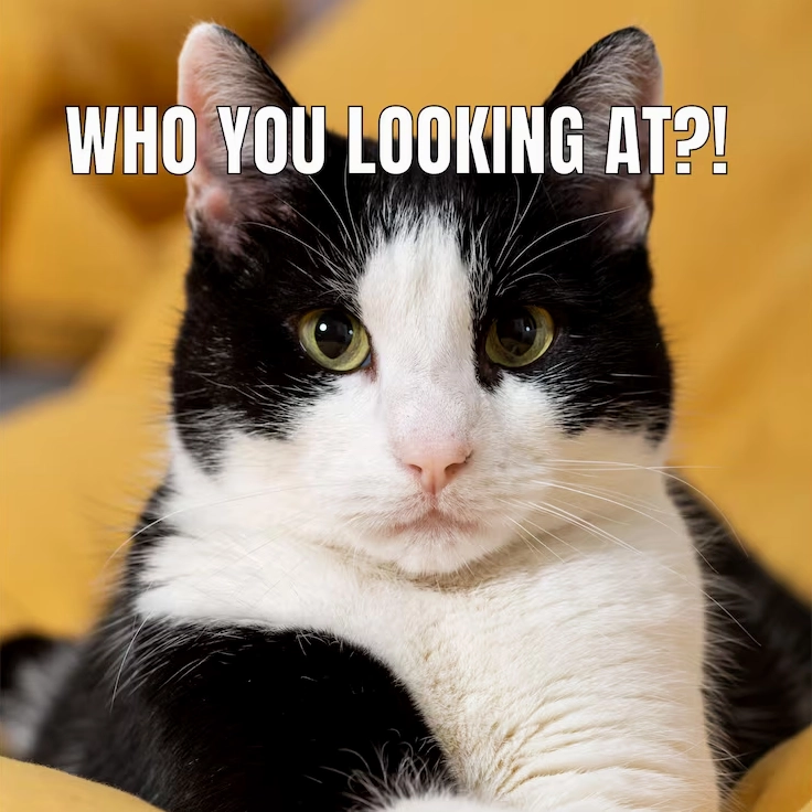 Miễn phí Vector meme động vật mèo nghiêm túc hài hước