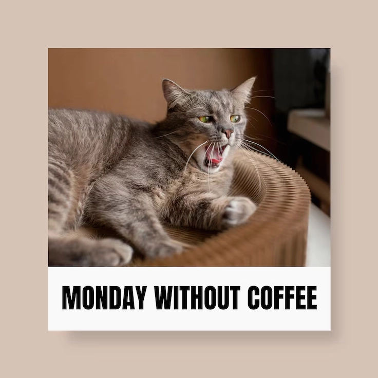 Miễn phí Vector meme mèo vuông hài hước đơn giản