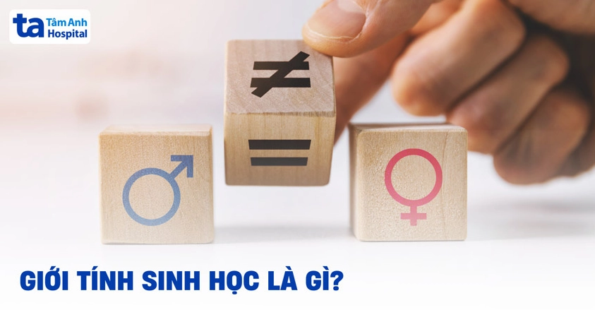 Minh họa đặc điểm của giới tính sinh học ở con người
